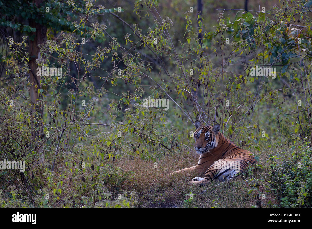 Eine weibliche Bengal Tiger zu Hause in den Dschungeln von Nagarhole, Karnataka, Indien Stockfoto