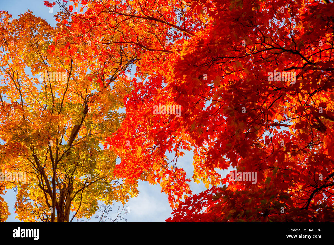 Farben des Herbstes: Herbstlaub der Ahornbäume in Quebec, Kanada Stockfoto