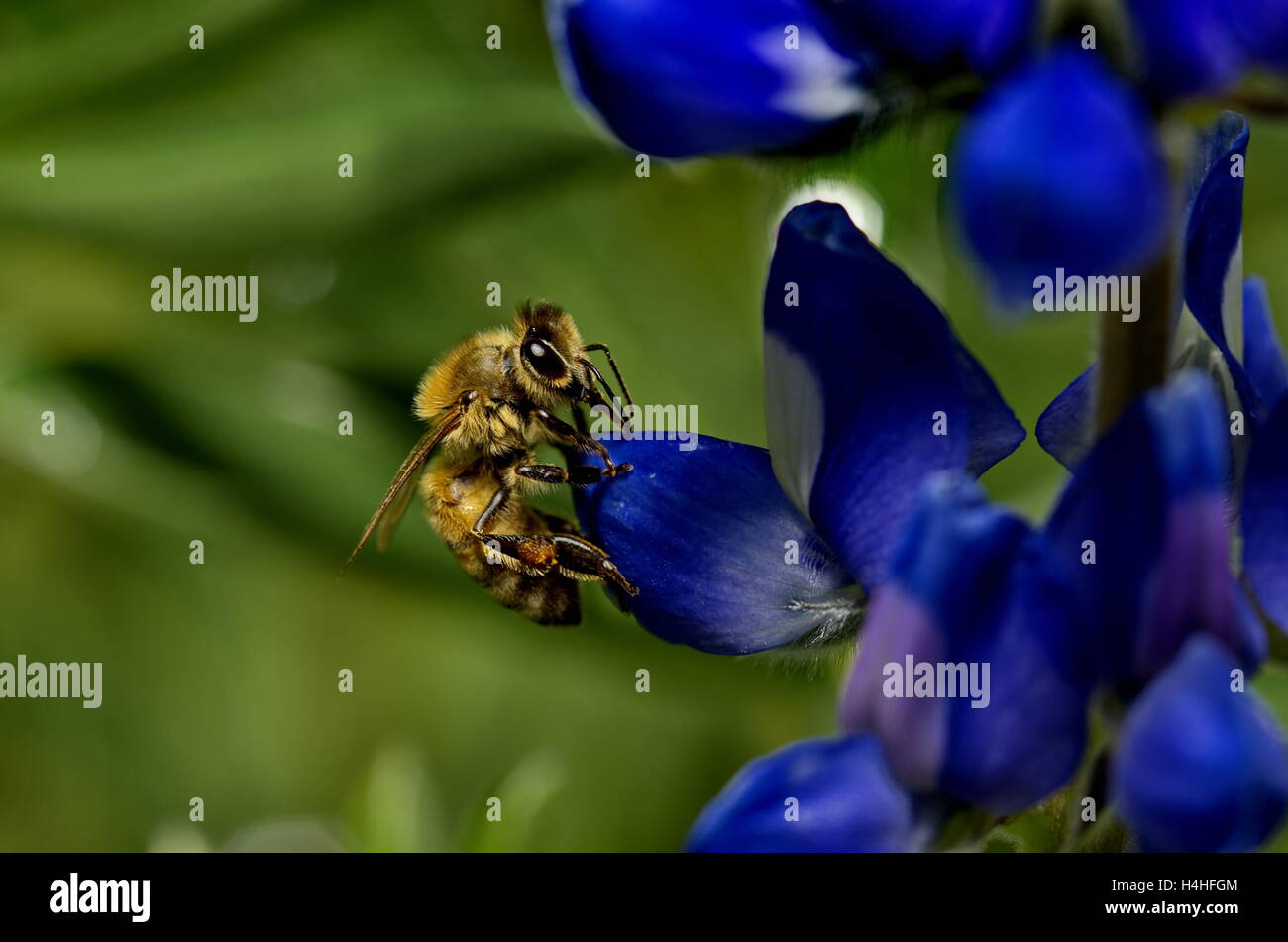 Australische Honigbiene auf eine blaue Blume genommen in einem Nationalpark Stockfoto