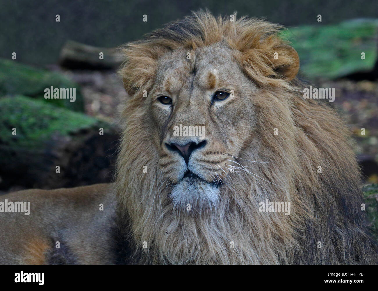 Asiatic Lion männlich (Panthera Leo Persica) Stockfoto