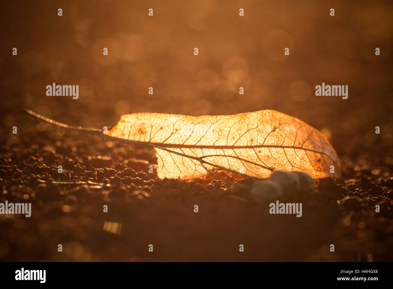 Baum Lindenblatt mit Samen in den Sonnenuntergang Stockfoto