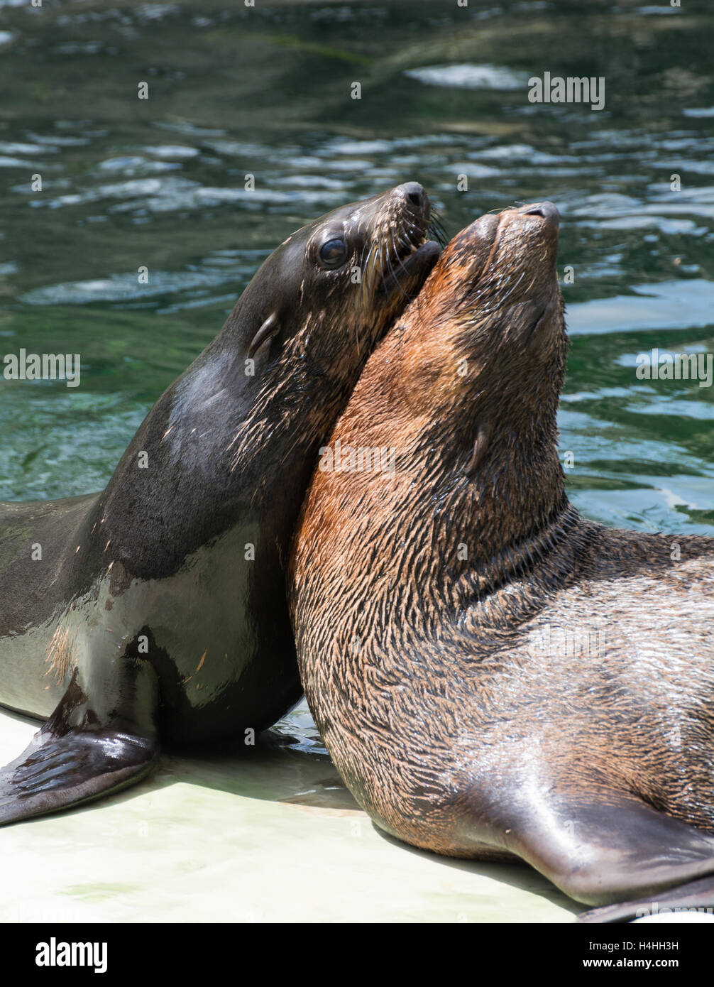 Seelöwe (Zalophus) weibliche auf dem Stein Stockfoto