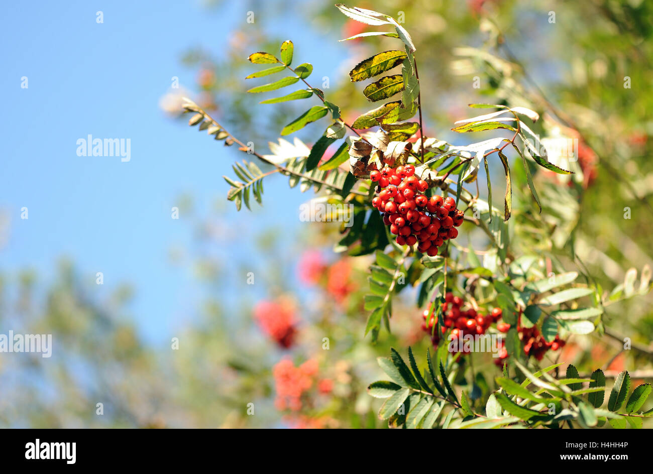Rowan oder Eberesche (Sorbus aucuparia) Beeren im Herbst sind reif, Rot und bereit für die Verteilung von hungrigen Vögeln. Taff Fawr Tal, Merthyr Tydfil. Stockfoto