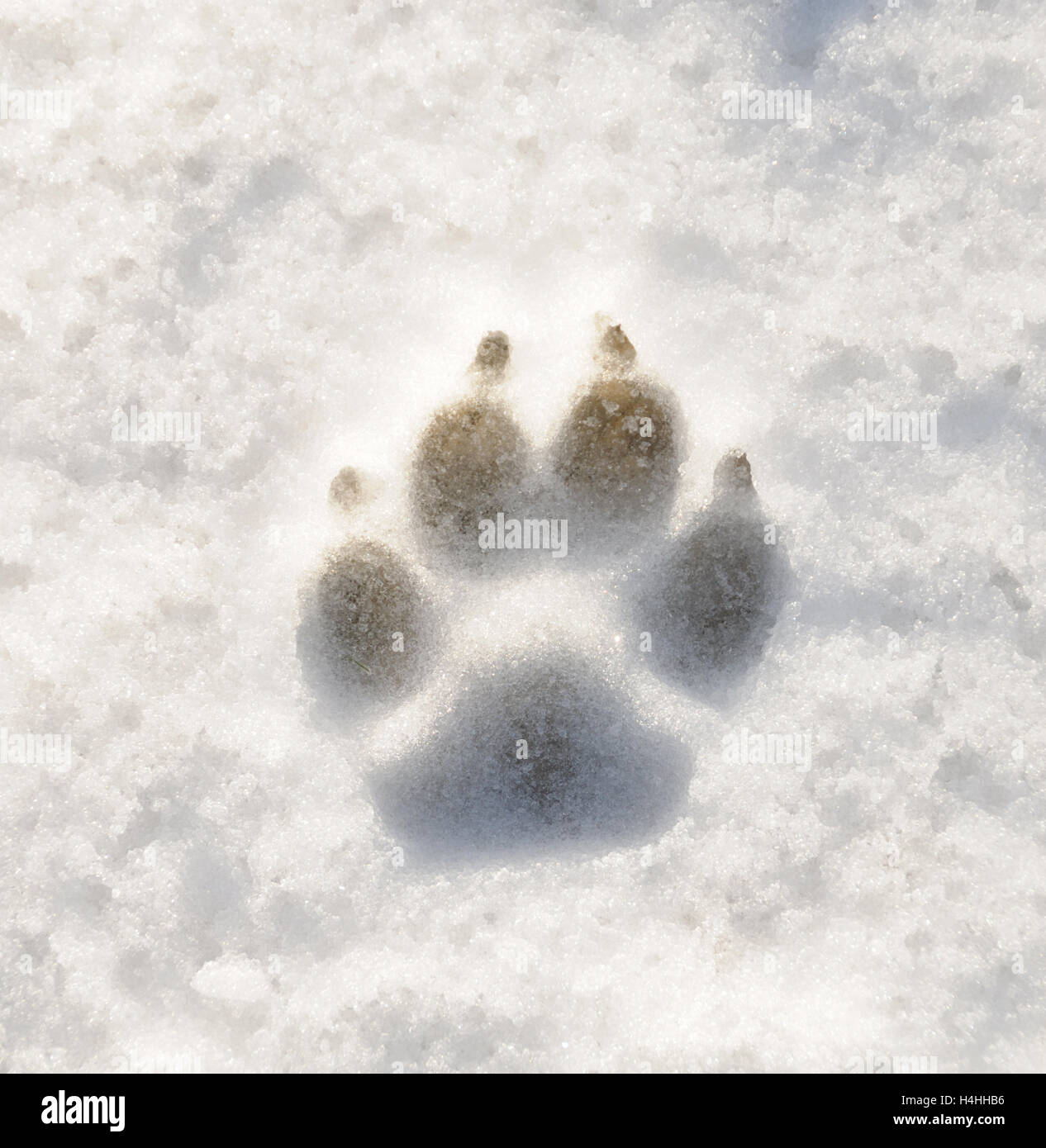 Einzelne Hund Pfote Print im Neuschnee. Stockfoto