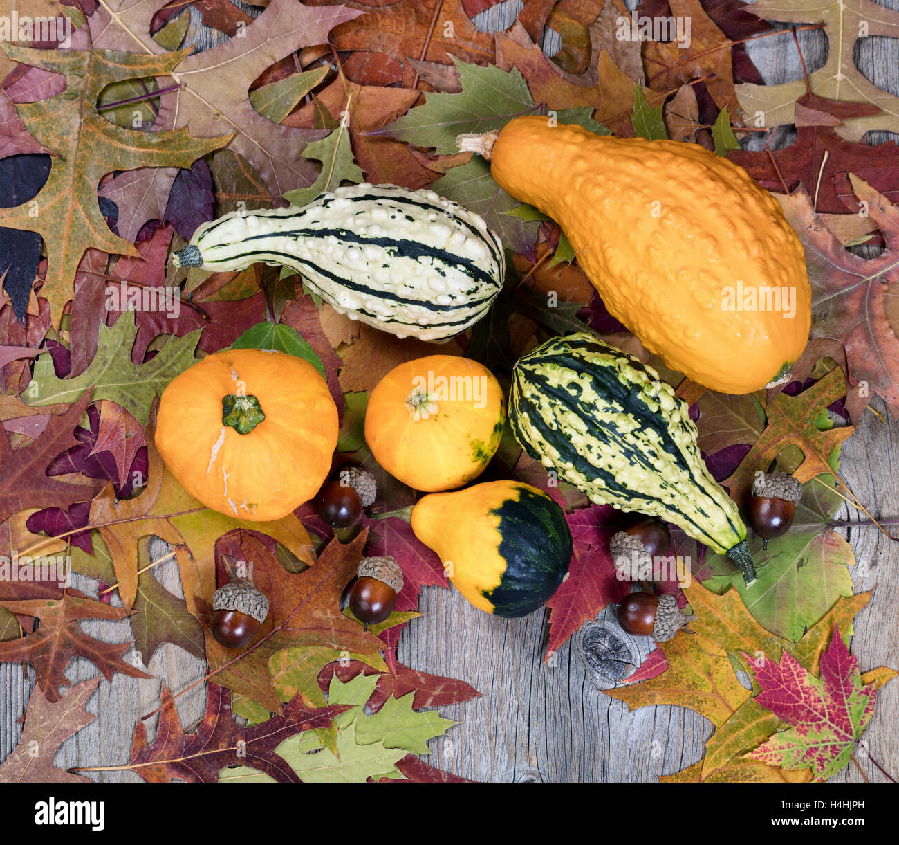 Draufsicht auf echte saisonale Kürbisse mit Herbstlaub und Eicheln auf urigen Holzbrettern. Stockfoto