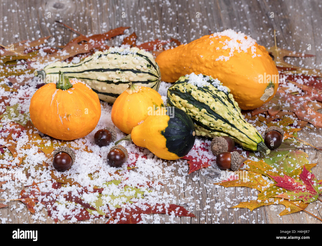 Nahaufnahme der saisonalen Kürbisse mit Herbstblätter, Eicheln und Schnee auf urigen Holzbrettern. Stockfoto