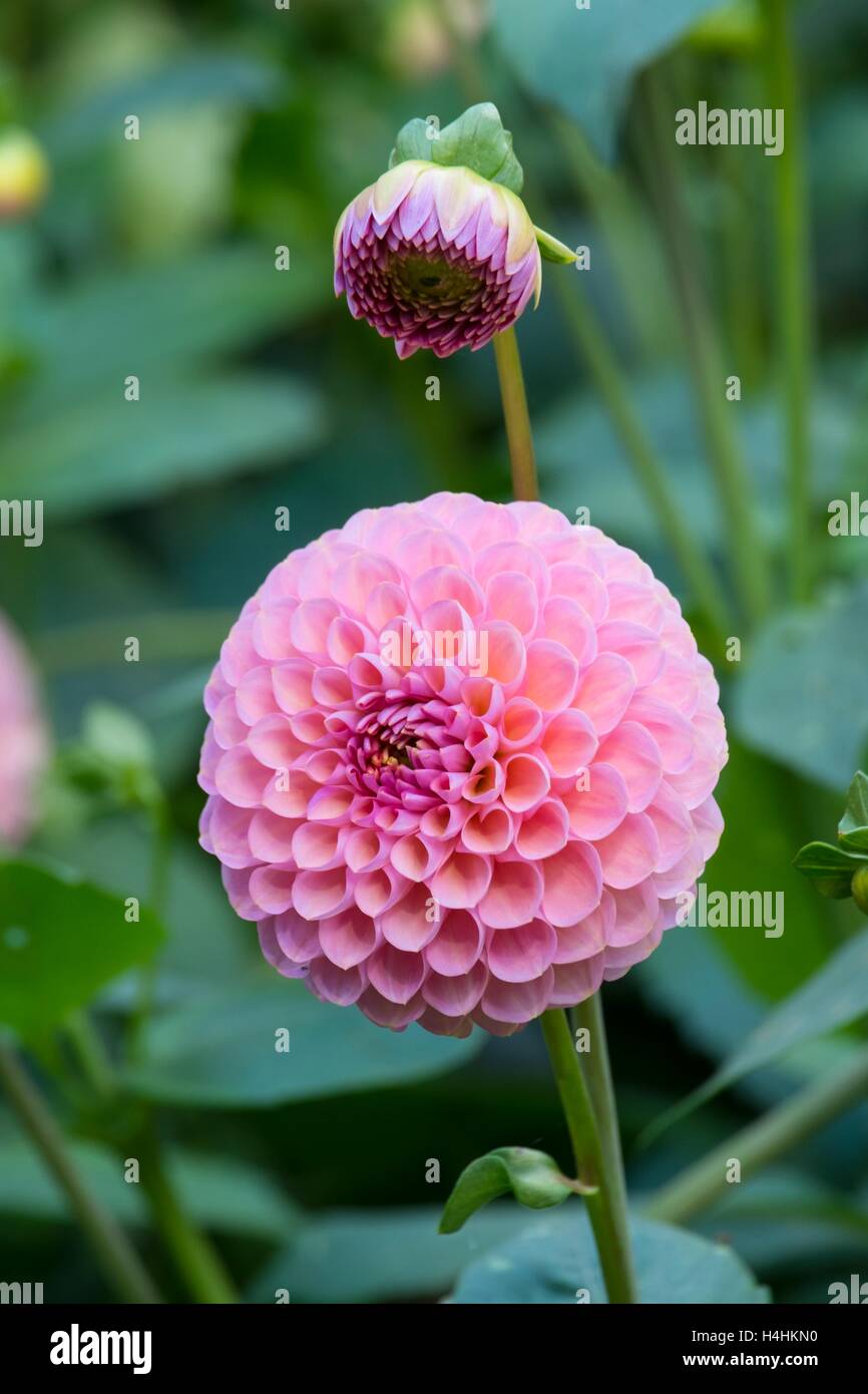 "Hamari Rose", Miniatur-Ball-Dahlie. Stockfoto