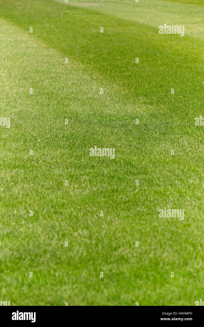 Fußball- und Rugby-grüne Feld mit frisch Mähen Detail. Vertikal Stockfoto