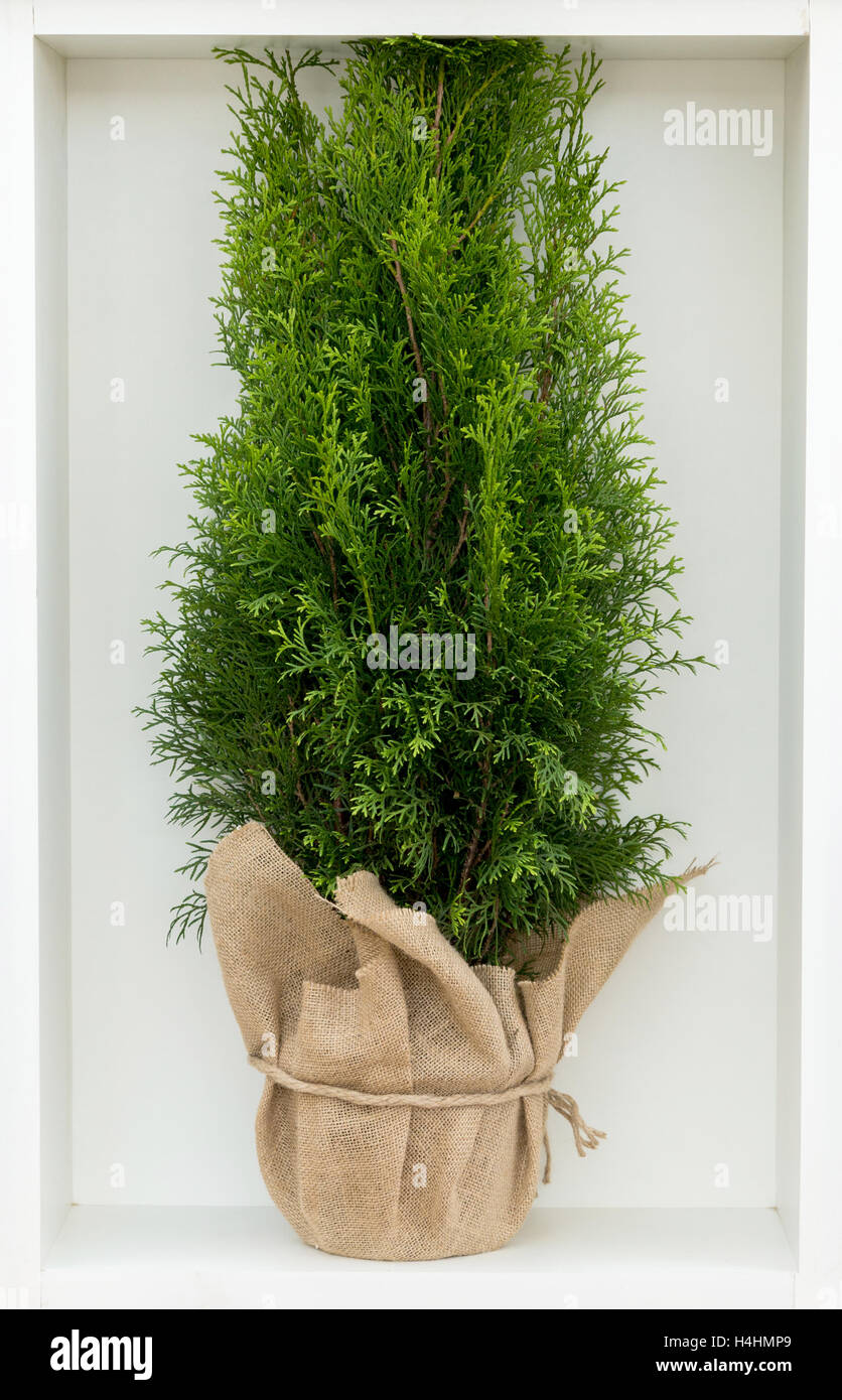 kleine dekorative Thuya in Töpfen von Sackleinen Stockfoto