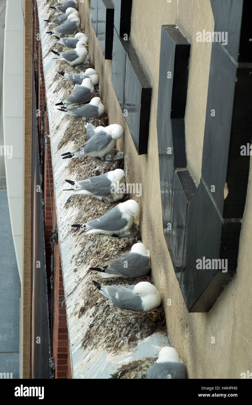 Gattung Rissa - Nahaufnahme von dreizehenmöwen Verschachtelung auf einem Felsvorsprung an der Ostsee Mühlen Newcastle Gateshead England Großbritannien Stockfoto