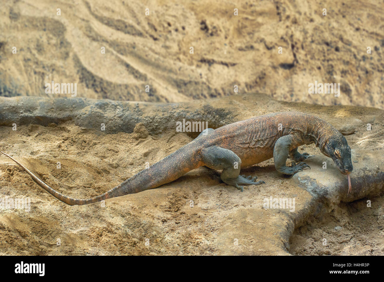 Komodo Dragon, weltweit größte Eidechse in authentischen Lebensraum auf der Suche nach Essen Stockfoto