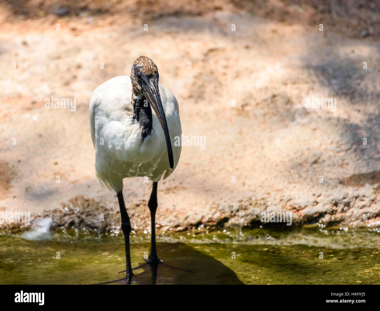 Wilde afrikanische Sacred Ibis Vogel Stockfoto