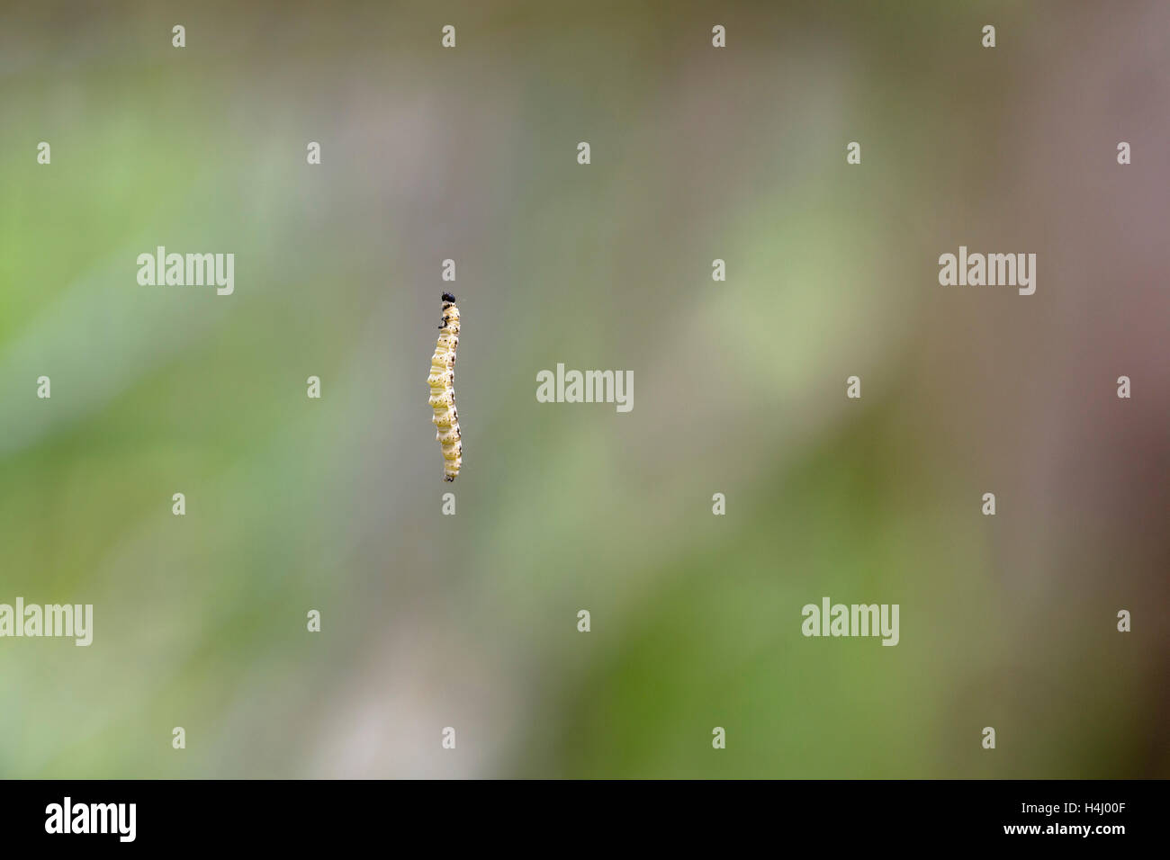 Vogel-Kirsche Hermelin Falter Raupe; Yponomeuta Evonymella; Sommer; UK Stockfoto