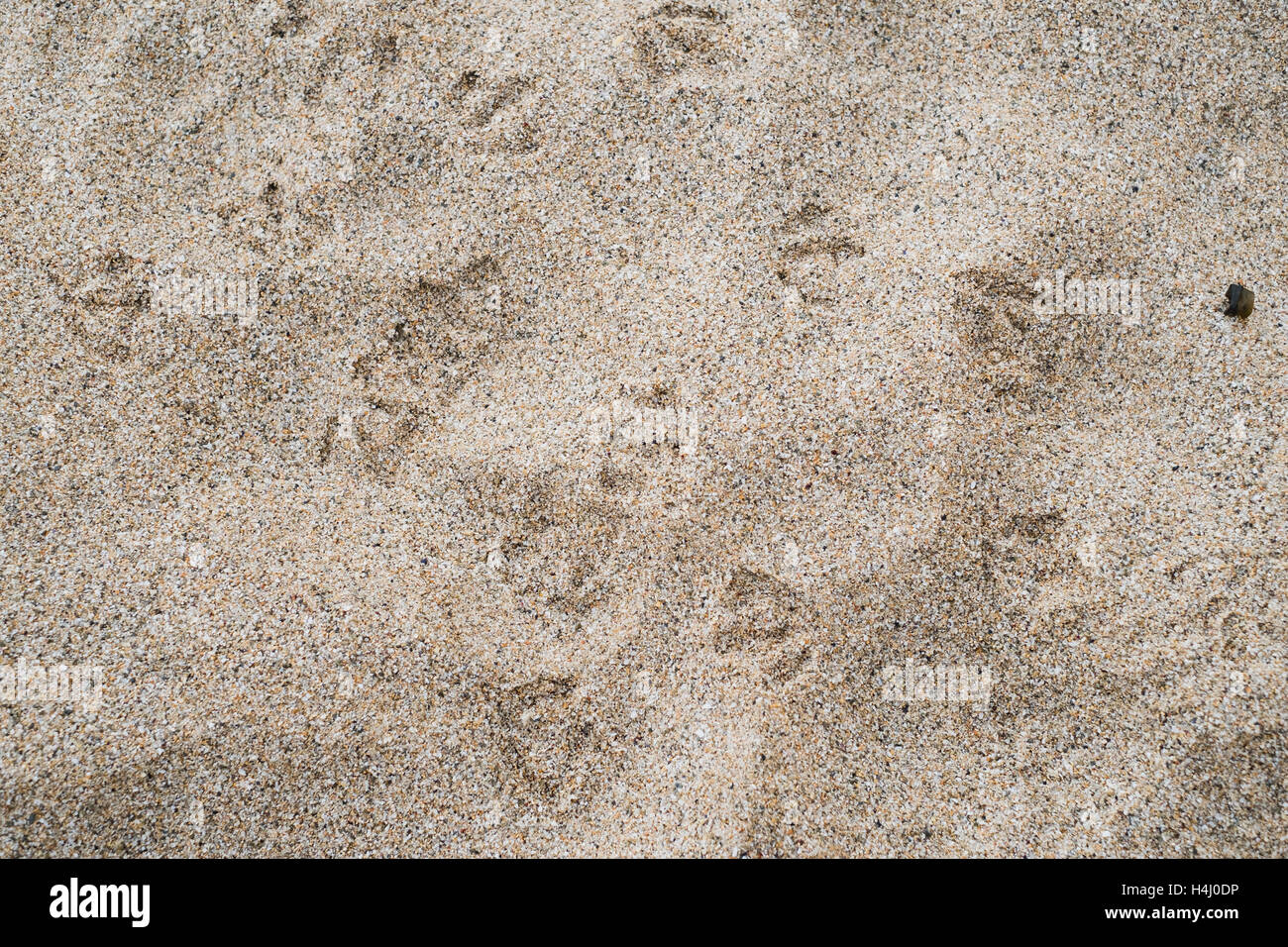 Fußspuren im sand Stockfoto