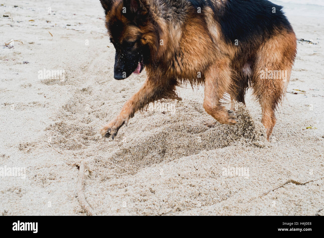 Ein Deutscher Schäferhund Graben im Sand Falmouth Gyllyngvase Strand 15.10.16 Stockfoto