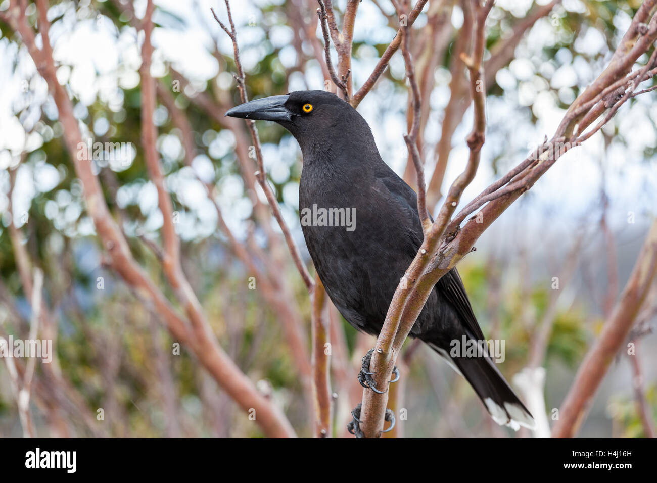 Schwarzes Currawong Porträt - native tasmanischen Vogel. Cradle Mountain Nationalpark, Tasmanien, Australien. Stockfoto