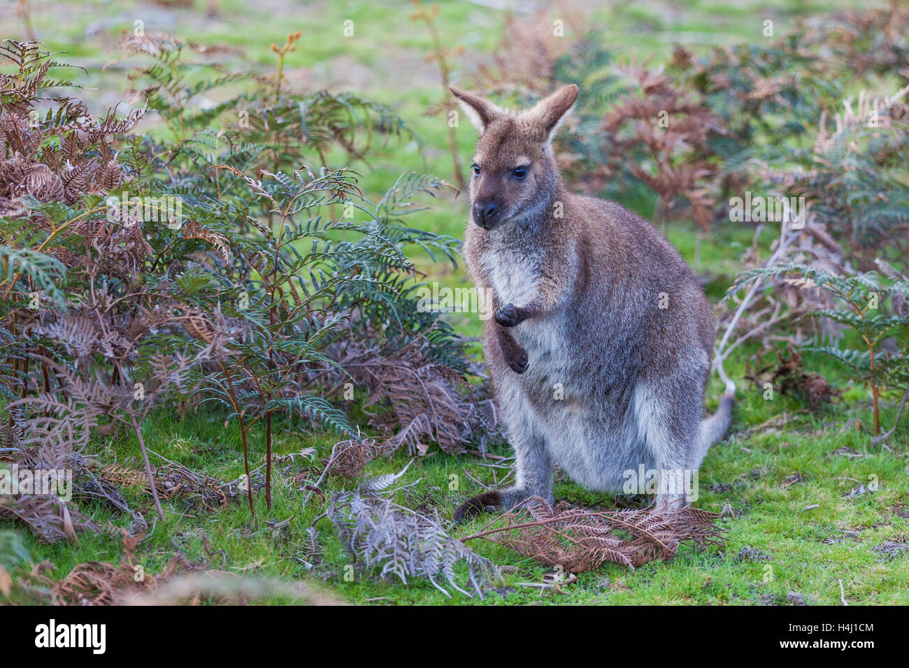 Bennett Wallaby unter Farnen in Tasmanien, Australien Stockfoto