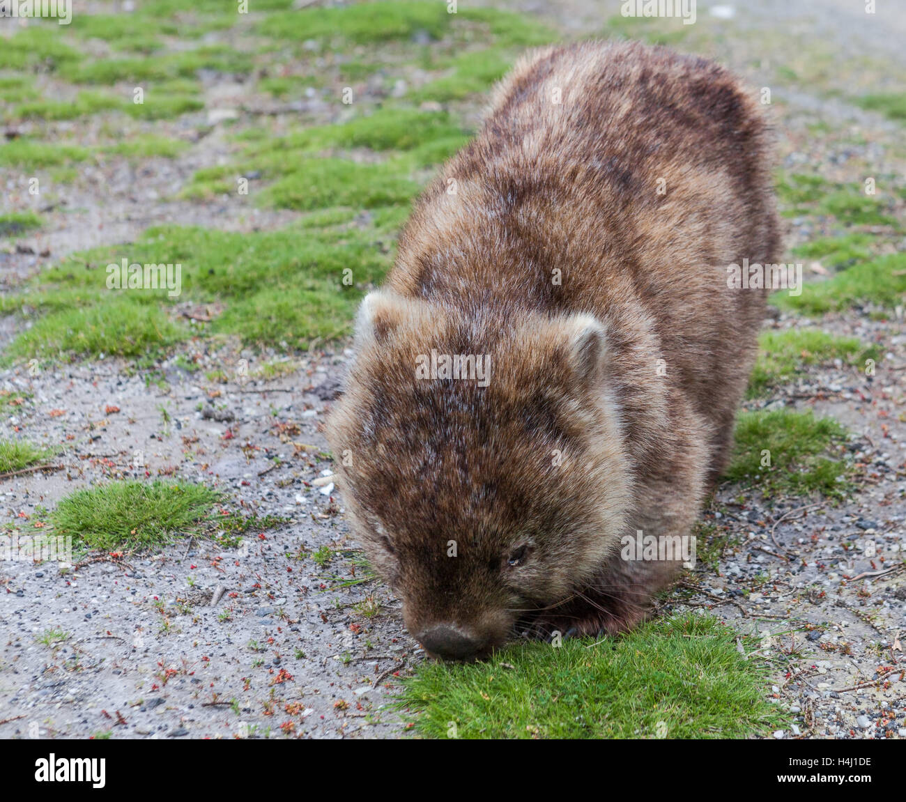 Braun Wombat Essen Grass in Tasmanien, Australien Stockfoto