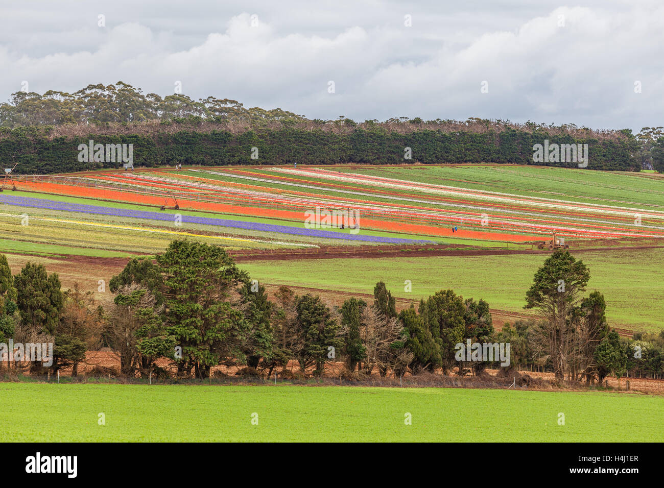 Tabelle Cape Tulip Farm in Blüte, Tasmanien, Australien Stockfoto