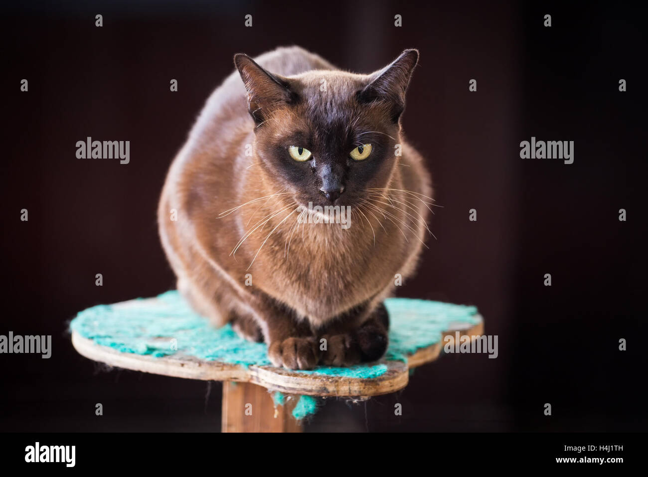 Schwarze birmanischen Katze in Birma Katze Dorf am Inle-See, Myanmar Stockfoto