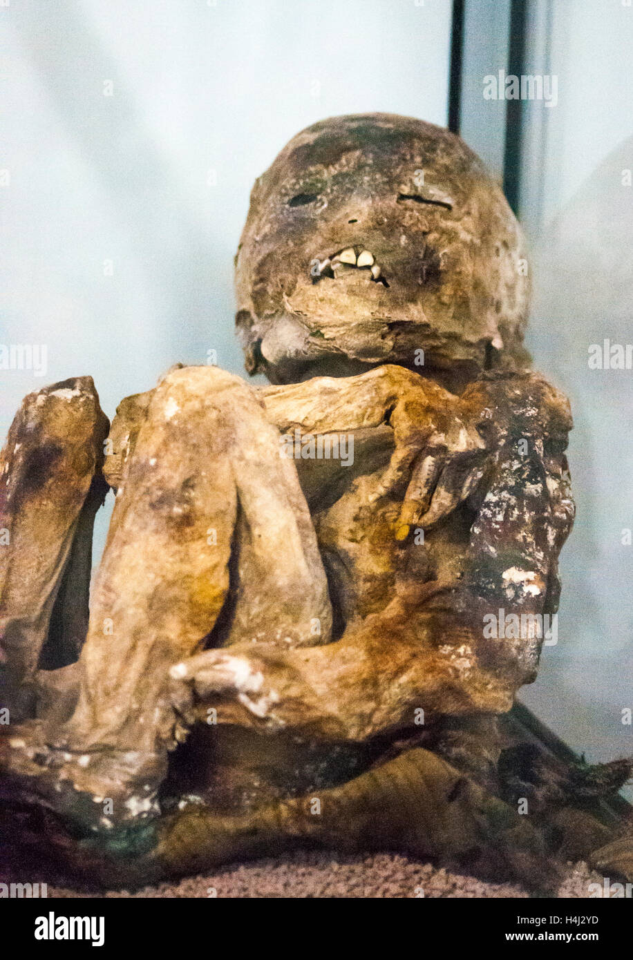 Alten Mumien konserviert in den trockenen Höhenklima des Altiplano von Bolivien, jetzt konserviert in den Charcas Universität Museen in Sucre Stockfoto