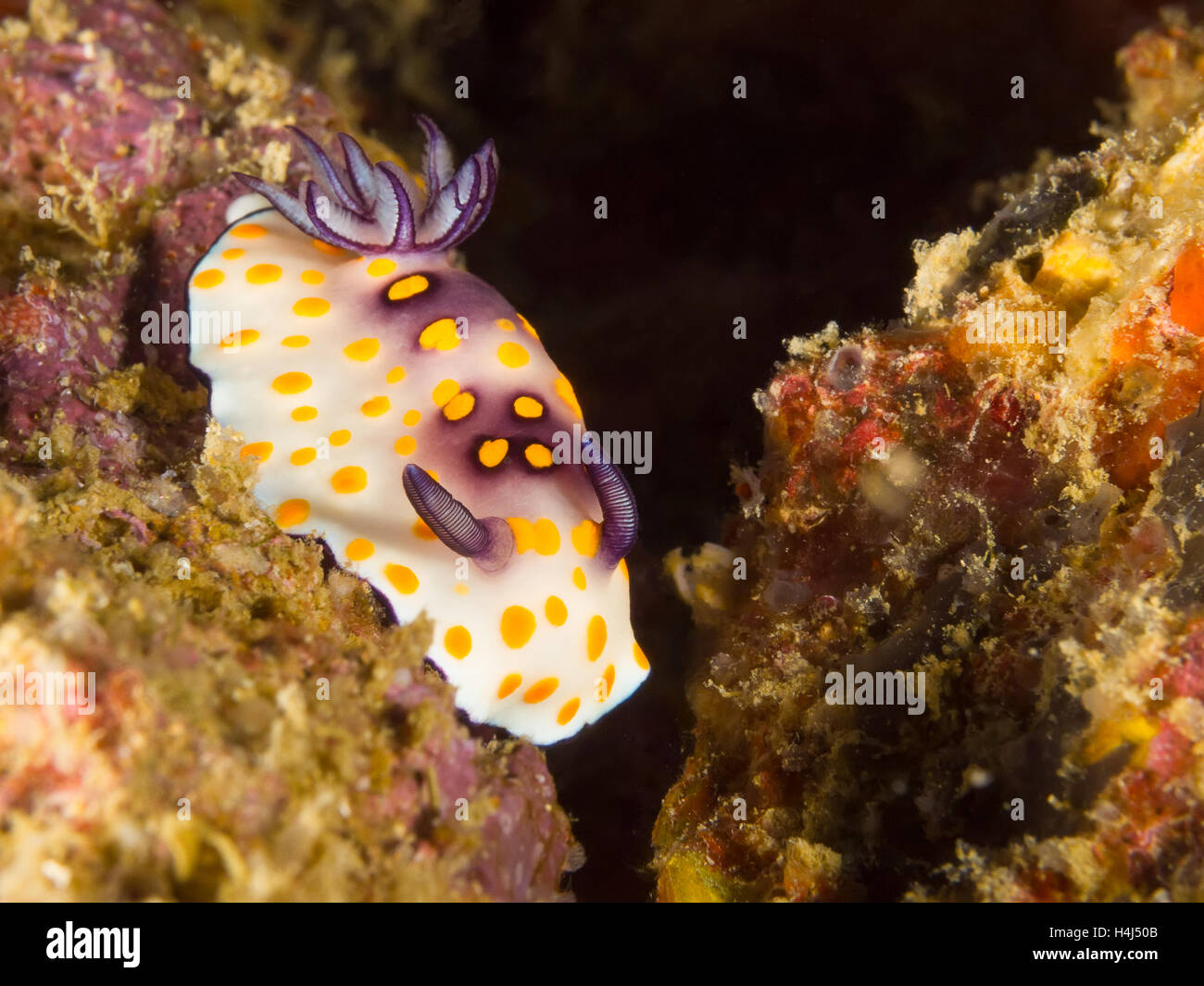 Unterwasser Seascapte Thailand Choromodoris hintuanensis Stockfoto