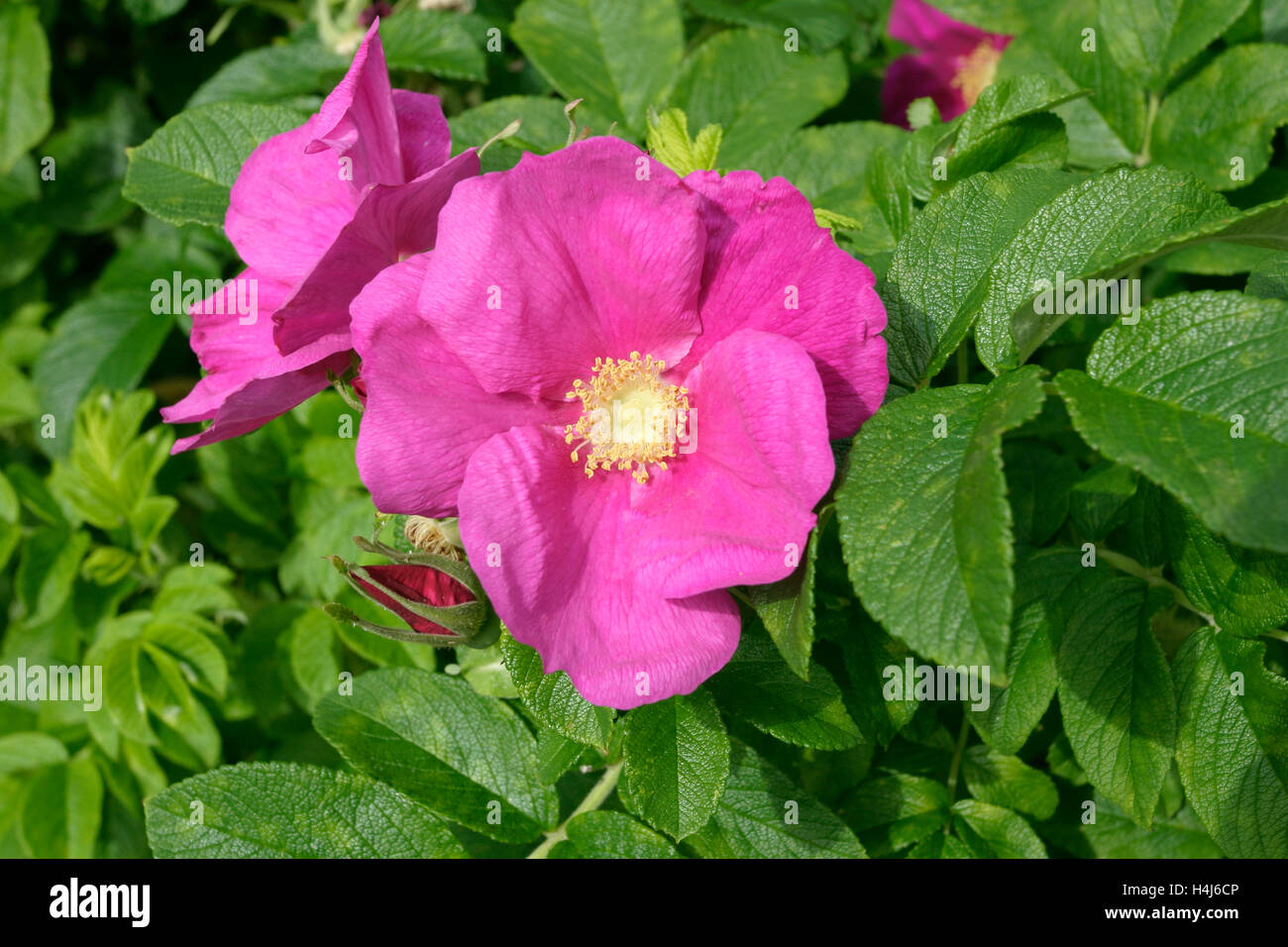 Rosa Rugosa, japanische rose Stockfoto