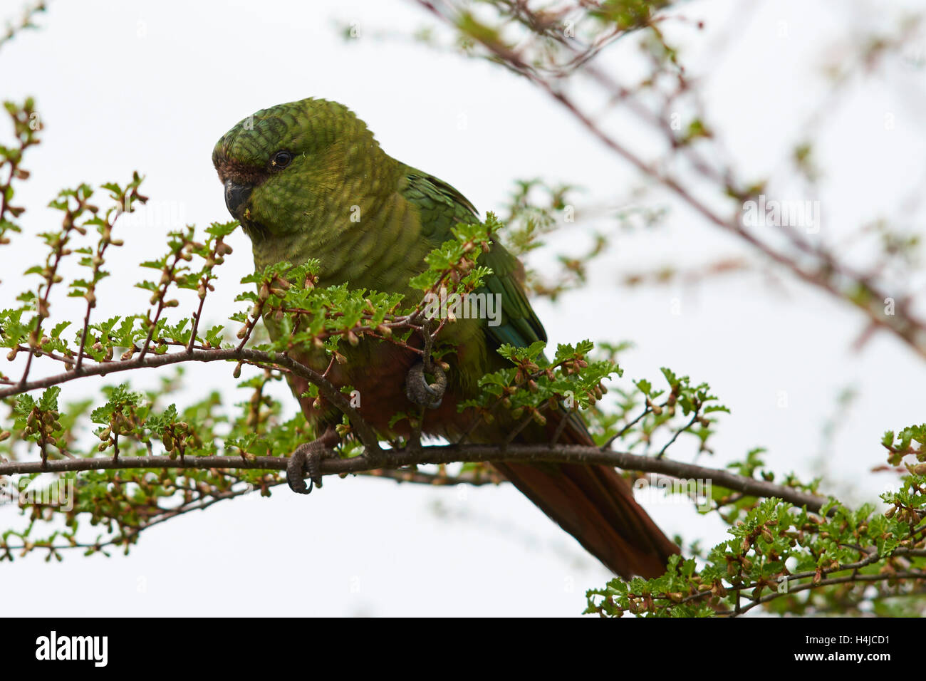 Austral Sittich (Enicognathus Ferrugineus) Stockfoto