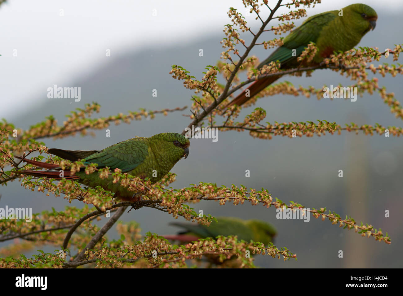 Austral Sittich (Enicognathus Ferrugineus) Stockfoto