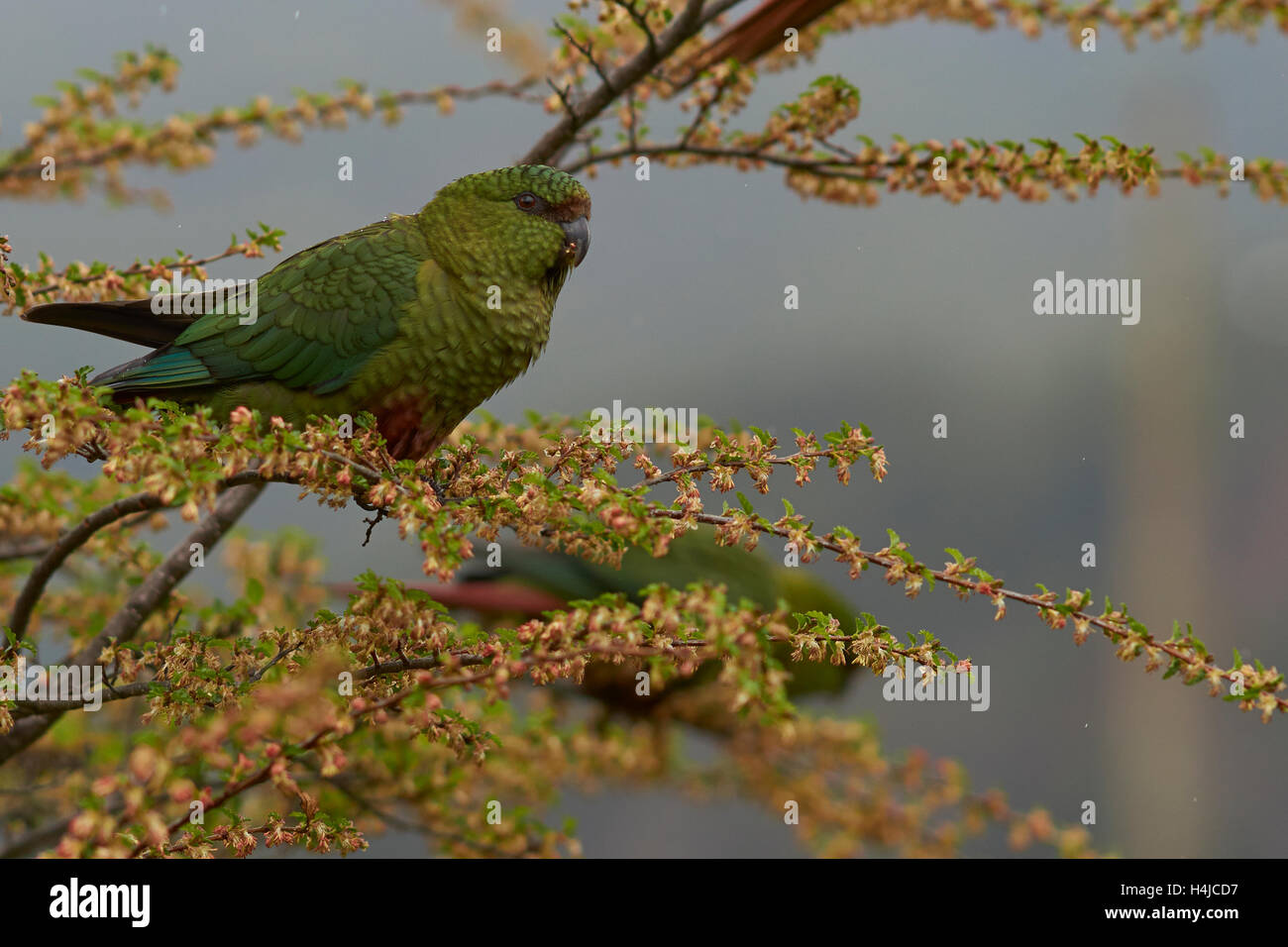 Austral Sittich (Enicognathus Ferrugineus) Stockfoto