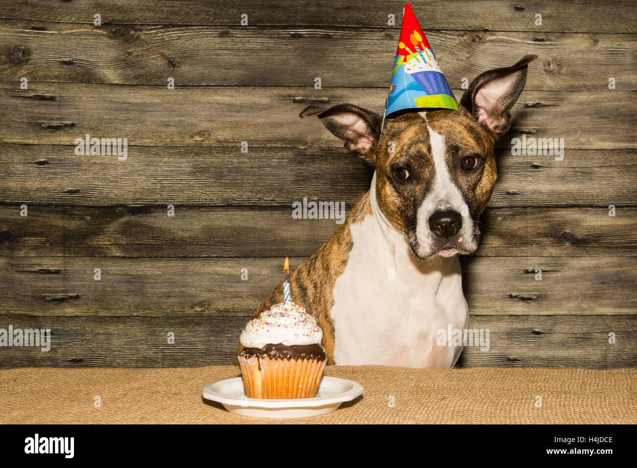 Geburtstag Hund Stockfotografie Alamy