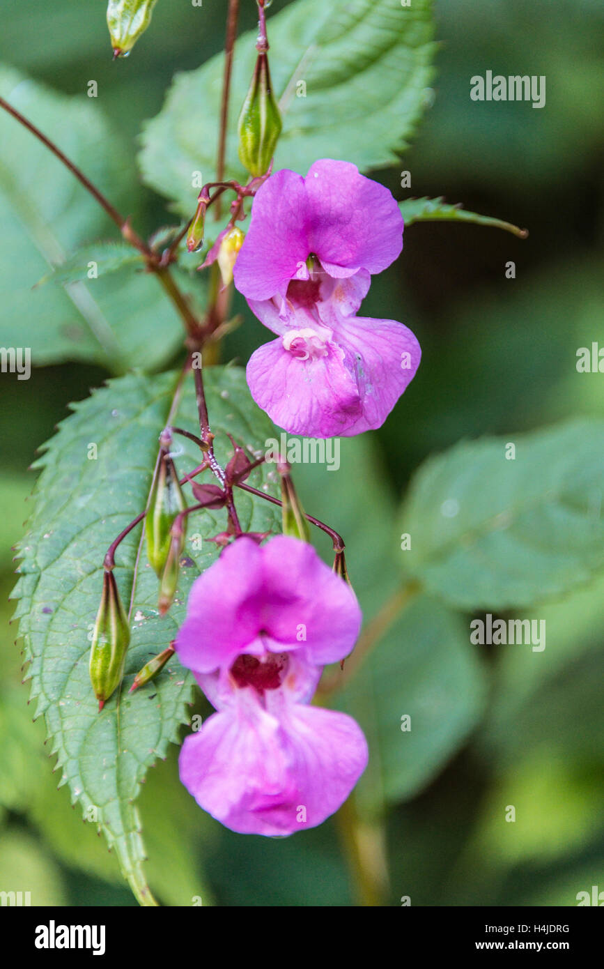 Die Blume der a Himalayan Balsam (Impatiens glandulifera) Stockfoto