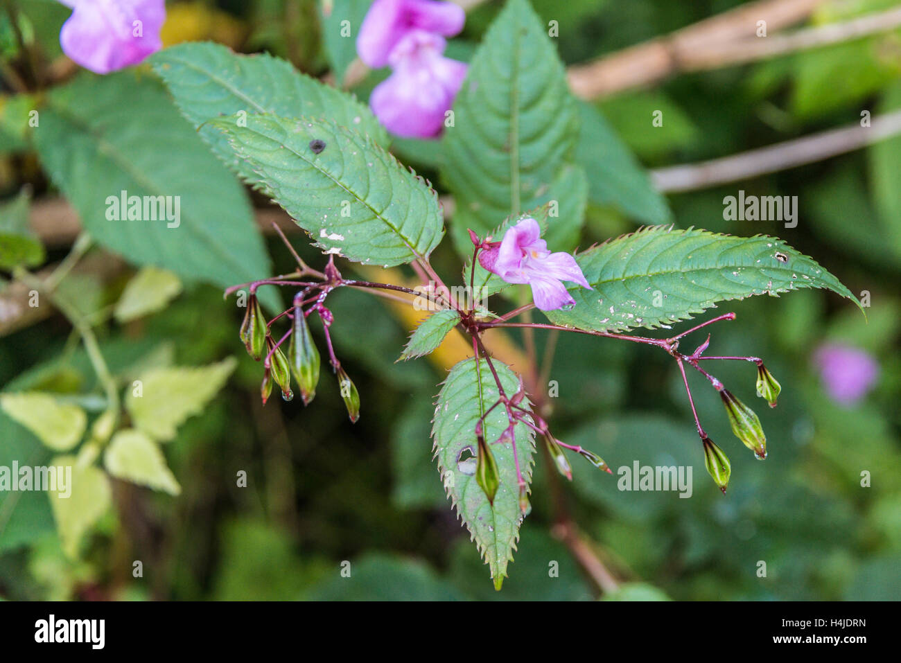 Drüsige Springkraut (Impatiens Glandulifera) Stockfoto