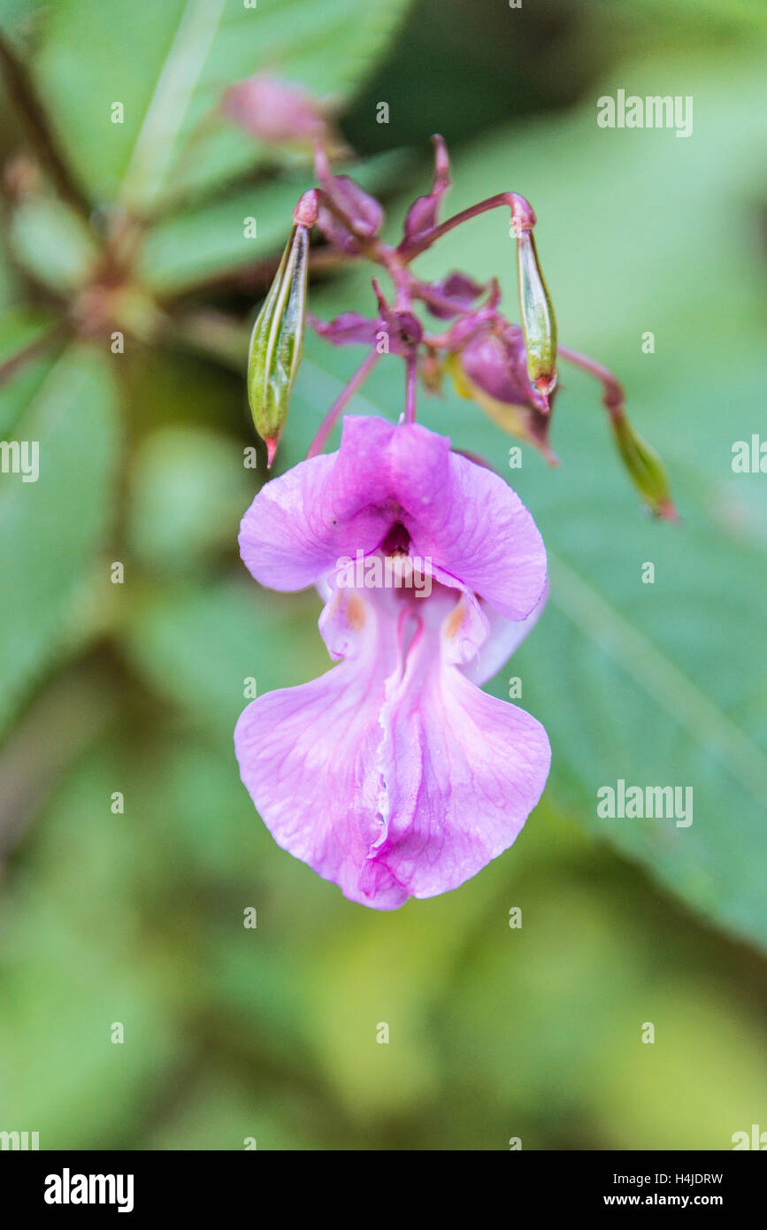 Die Blume der a Himalayan Balsam (Impatiens glandulifera) Stockfoto