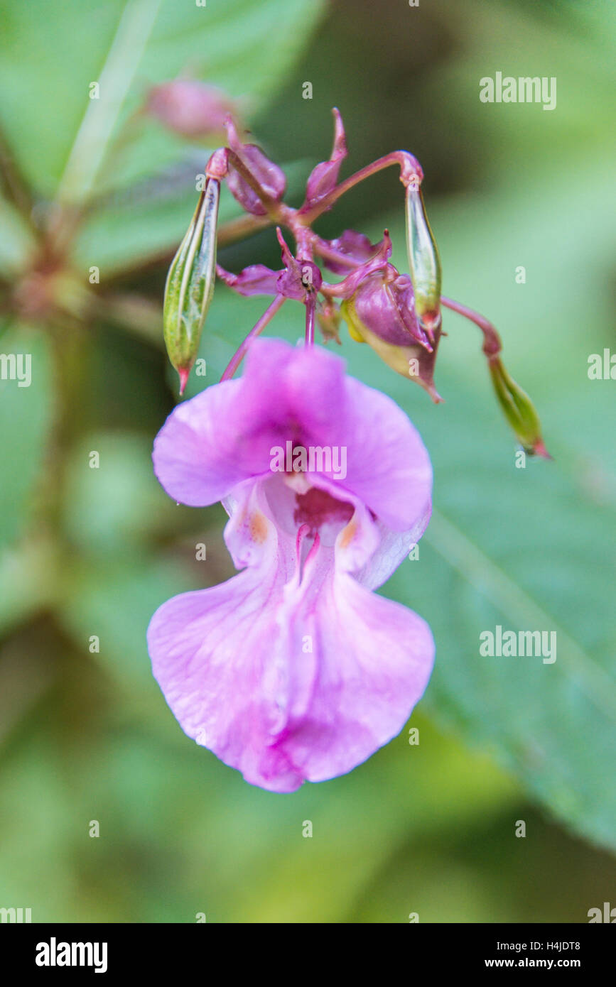 Die Blume der a Himalayan Balsam (Impatiens glandulifera) Stockfoto