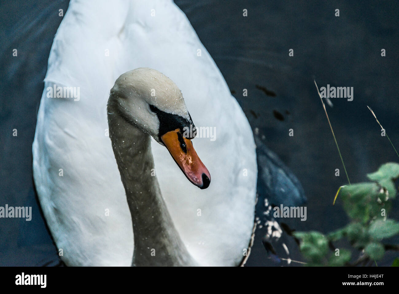 Ein höckerschwan (Cygnus olor) Stockfoto Ein höckerschwan (Cygnus olor) Stockfoto