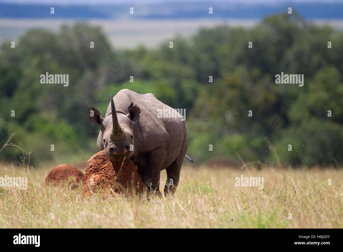 Ein Spitzmaulnashorn einen Juckreiz zu befriedigen. Stockfoto