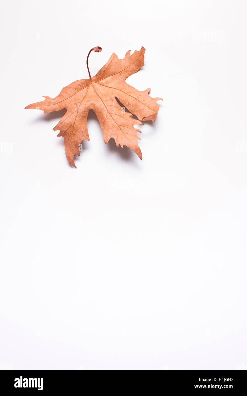 Einzigen trockenen roten Blatt isoliert auf einem weißen Hintergrund. Stockfoto