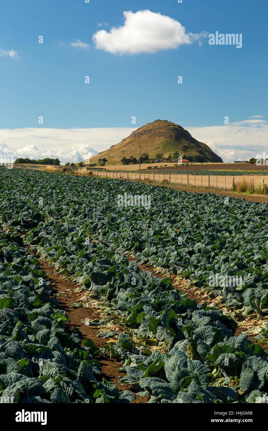 North Berwick Gesetz und Kopfkohl Ackerland Stockfoto