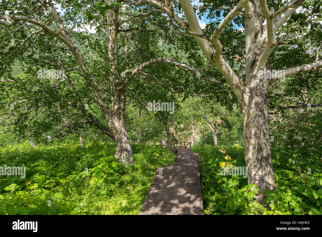 Holz-Trail und Birke Tal der Geysire. Stockfoto