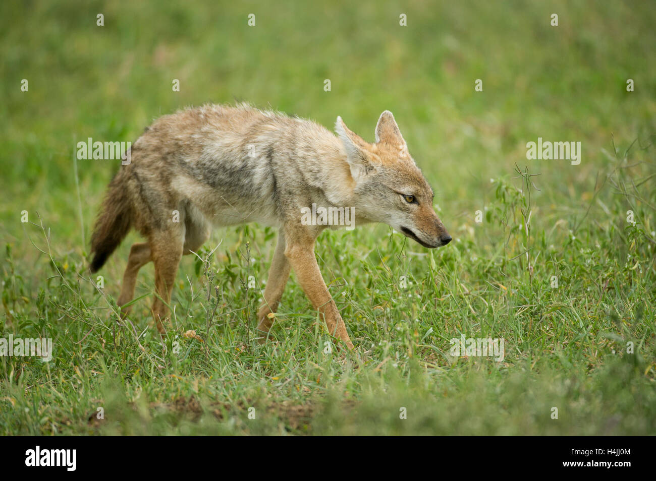 Goldschakal Canis Aureus, Ngorongoro Krater, Tansania Stockfoto