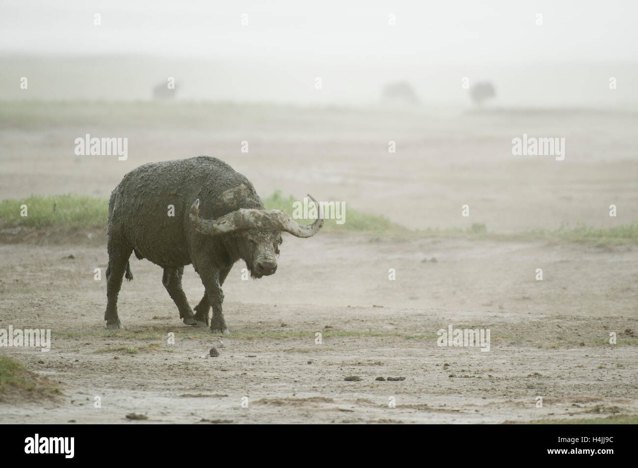 Buffalo Bull (Syncerus Caffer Caffer) in einem Sandsturm, Ngorongoro Crater, Tansania Stockfoto