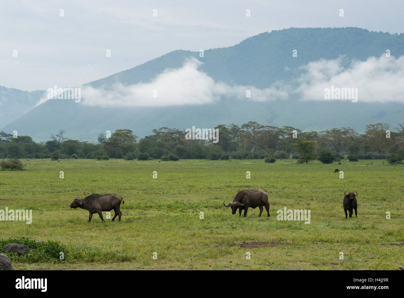 Büffel (Syncerus Caffer Caffer), Ngorongoro Crater, Tansania Stockfoto