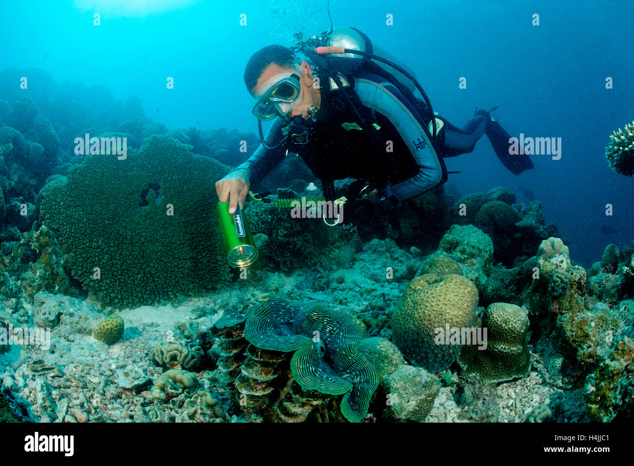 Taucher und geriffelt Riesenmuschel (Tridacna Squamosa), Indischer Ozean, Malediven Stockfoto