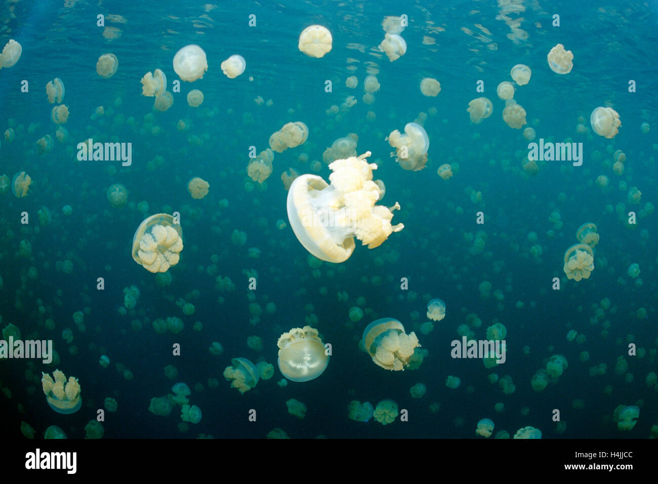 Jellyfish Lake mit endemischen stachellosen entdeckt Gelee oder Lagune Gelee (Mastigias Papua Etpisonii), Palau, Mikronesien, Pazifik Stockfoto