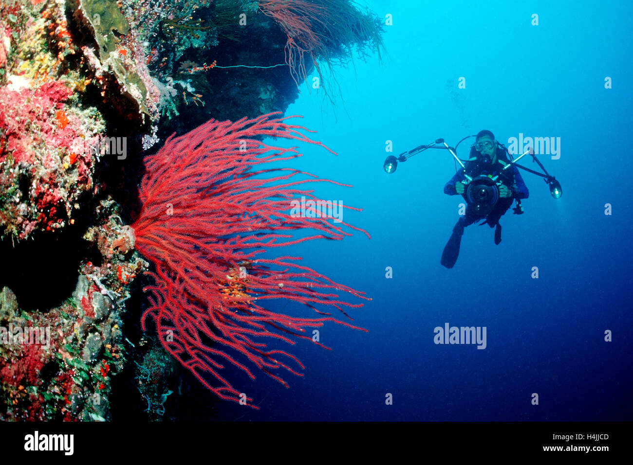 Taucher und rote Peitsche Korallen (Ellisella Ceratophyta), Palau, Mikronesien, Pazifik Stockfoto