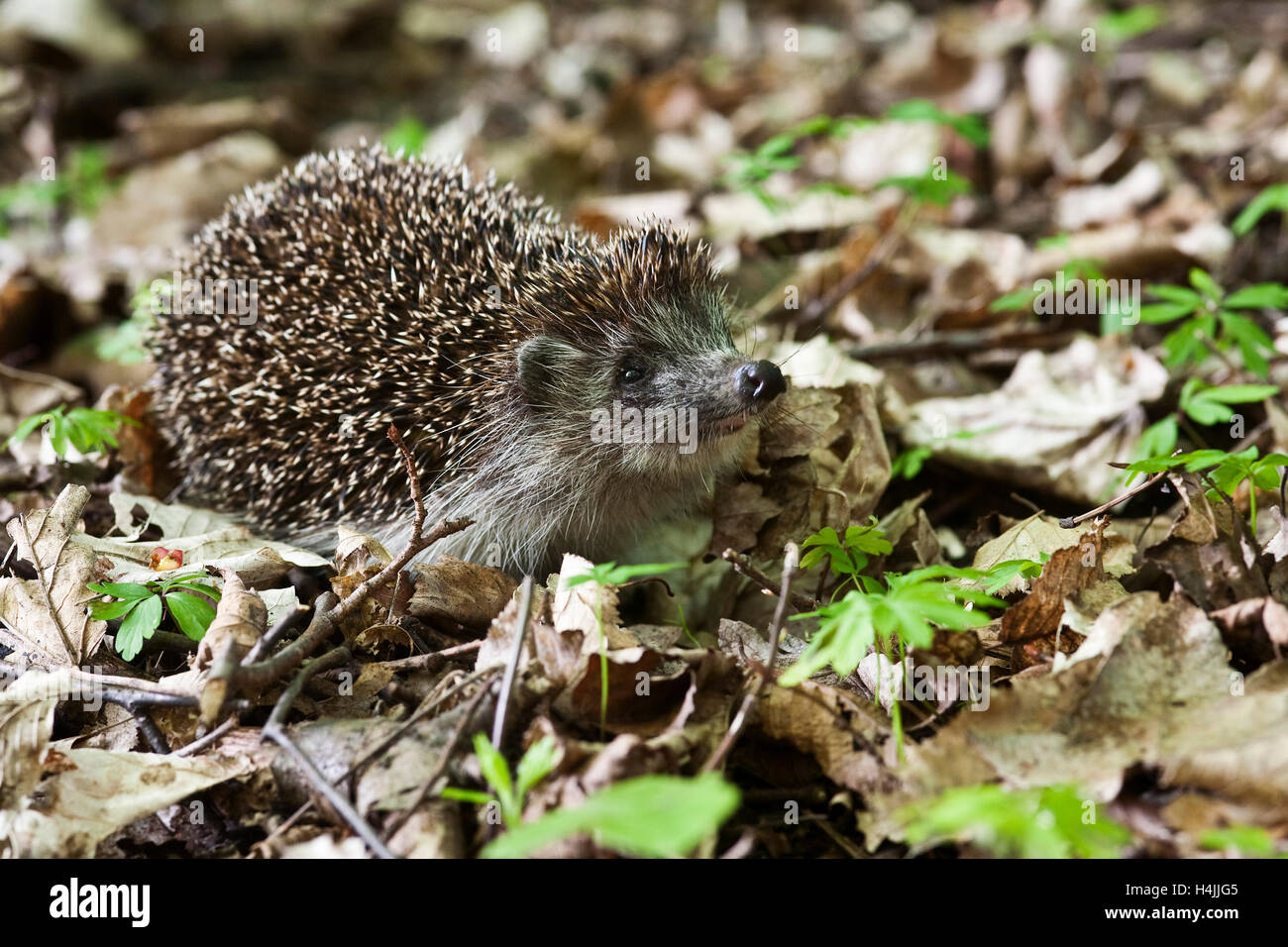 Igel (Erinaceus Europaeus) in einem Holz Stockfoto