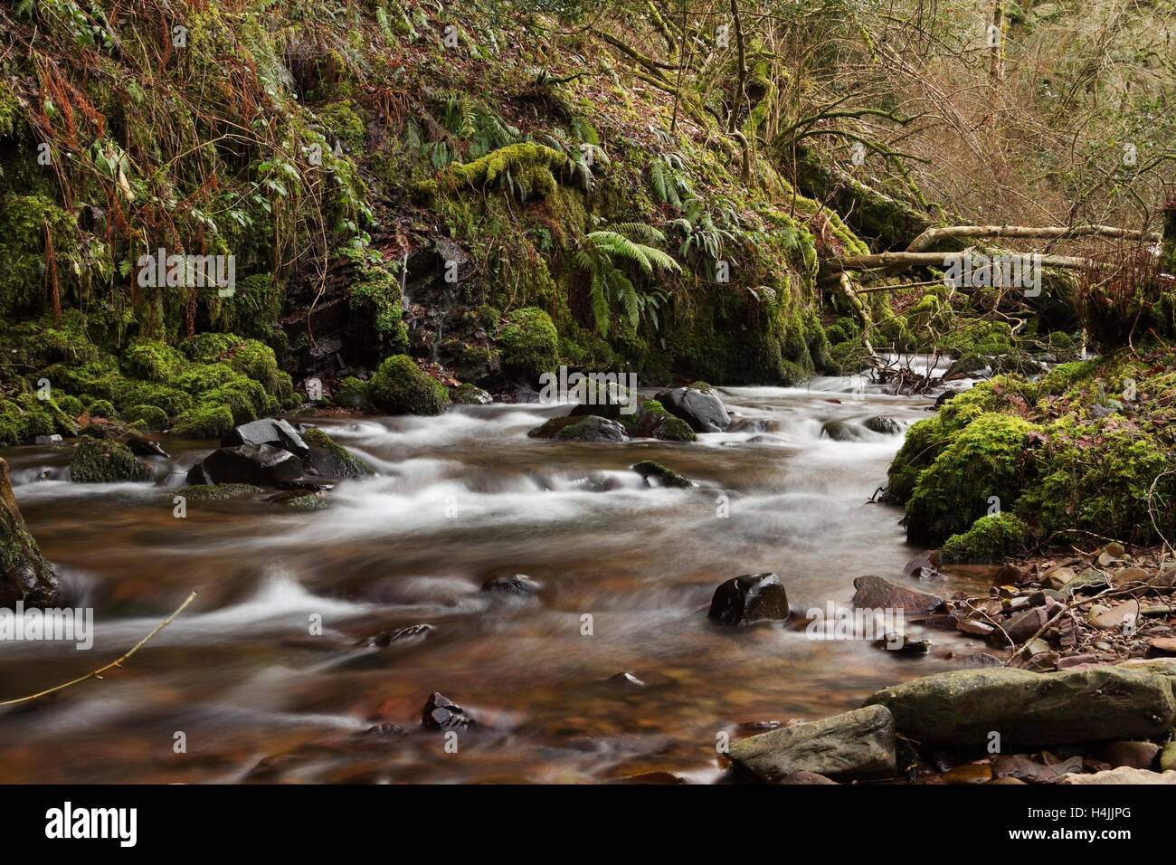 Fluß Horner, Horner Wasser auf Exmoor, Somerset, England, Vereinigtes Königreich, Europa Stockfoto