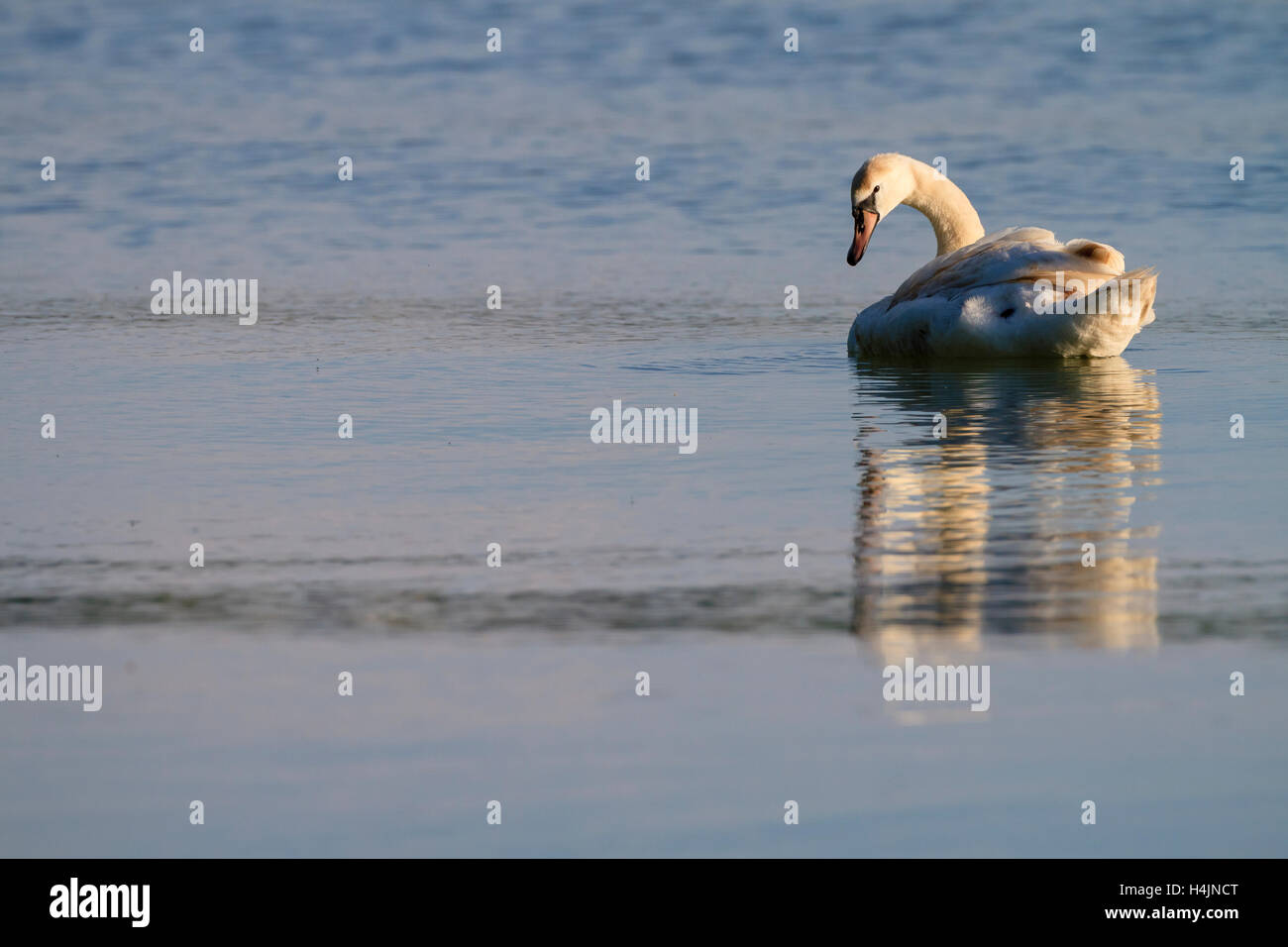 Mute Swan (Cygnus Olor) schwimmen. Starnberger See. Oberbayern. Deutschland. Stockfoto