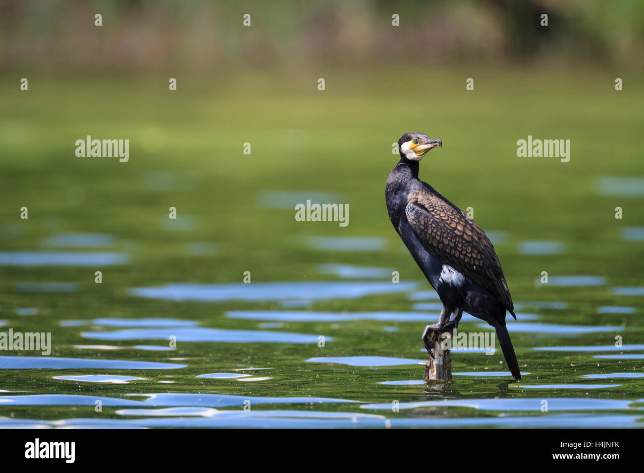 Kormoran (Phalacrocorax Carbo) thront auf Holzpfosten. Starnberger See. Oberbayern. Deutschland. Stockfoto